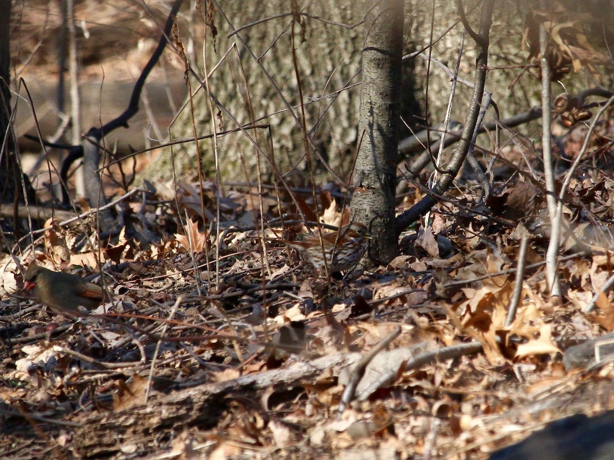 Fox Sparrow (Red) - ML202077111