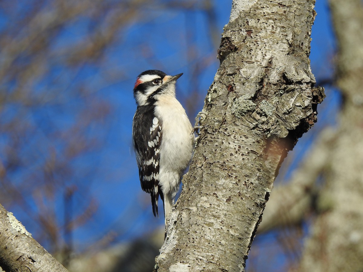 Downy Woodpecker - Ellen Katye Hartley