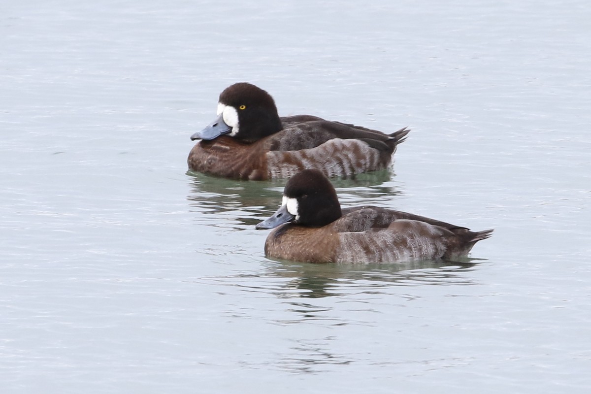 Lesser Scaup - David Yeamans