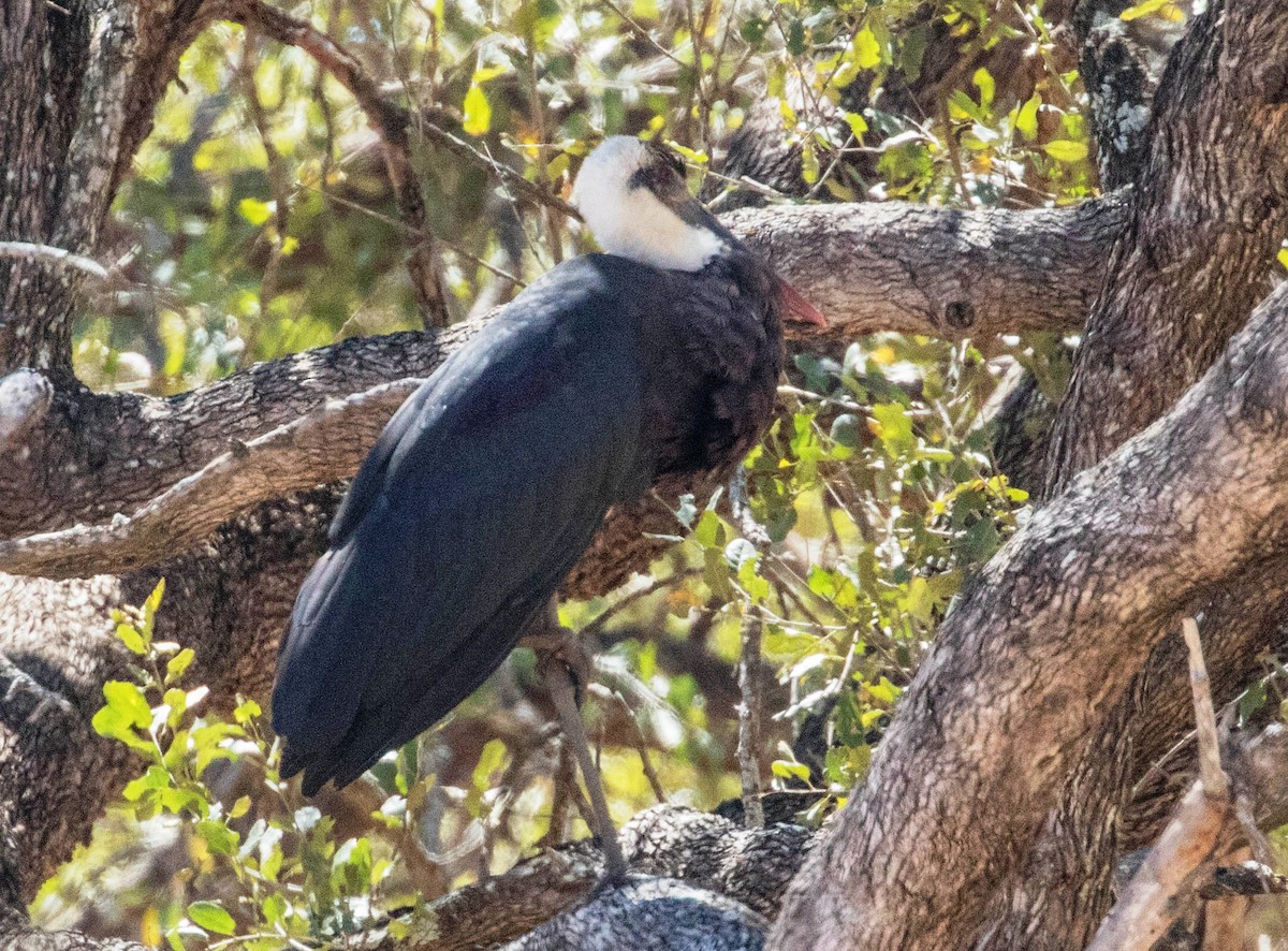 African Woolly-necked Stork - ML202080861