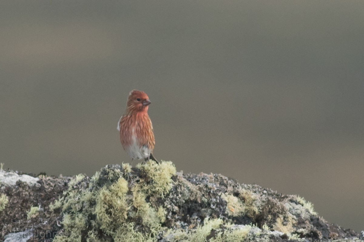 Pallas's Rosefinch - ML20208101