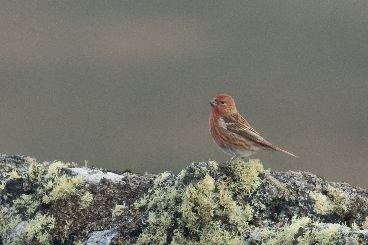 Pallas's Rosefinch - Tom Johnson