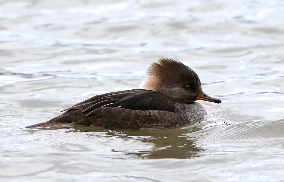 Hooded Merganser - Lynn Duncan