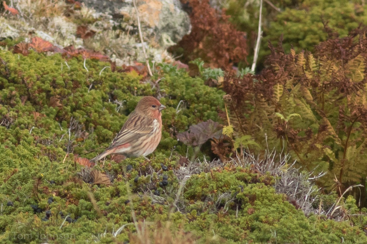 Pallas's Rosefinch - ML20208121