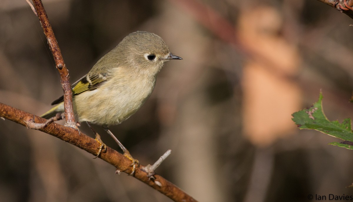 Ruby-crowned Kinglet - ML20208381