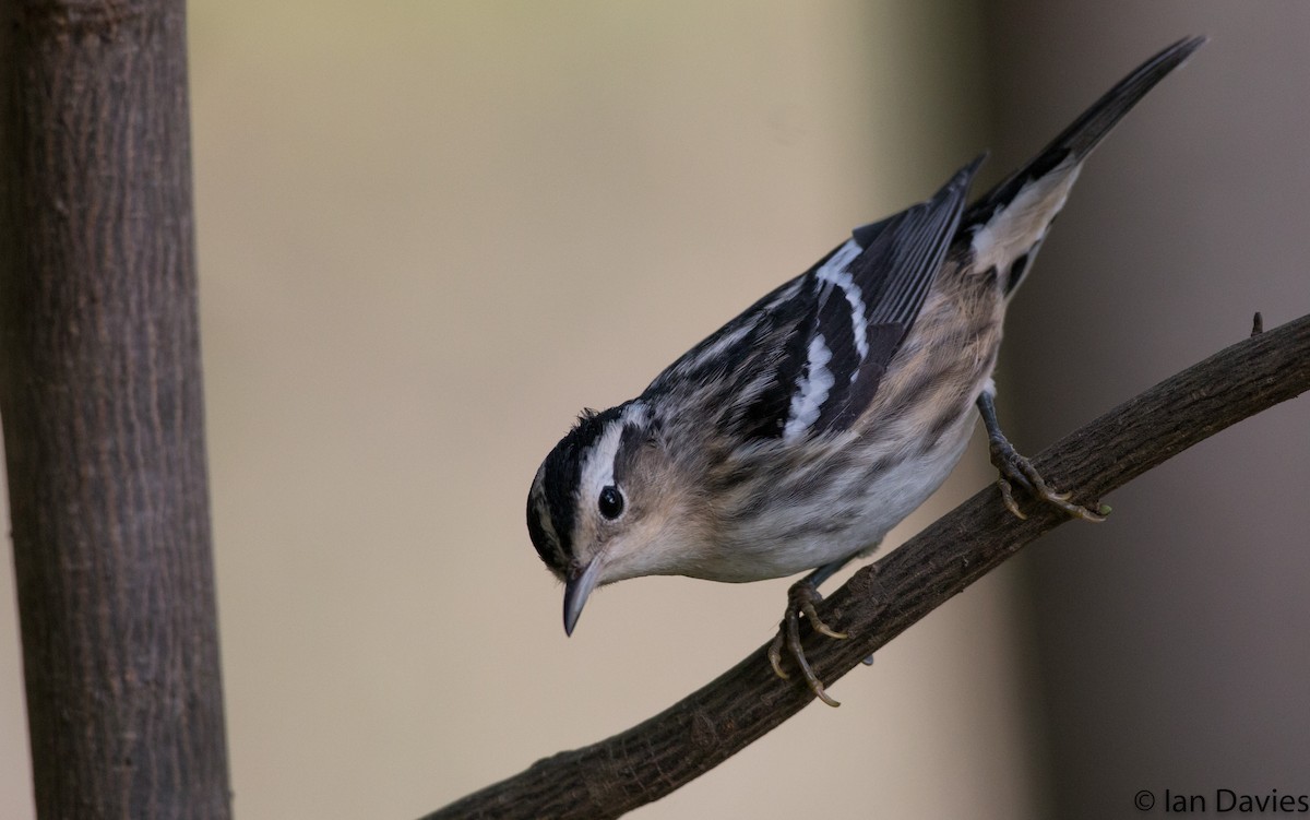Black-and-white Warbler - Ian Davies