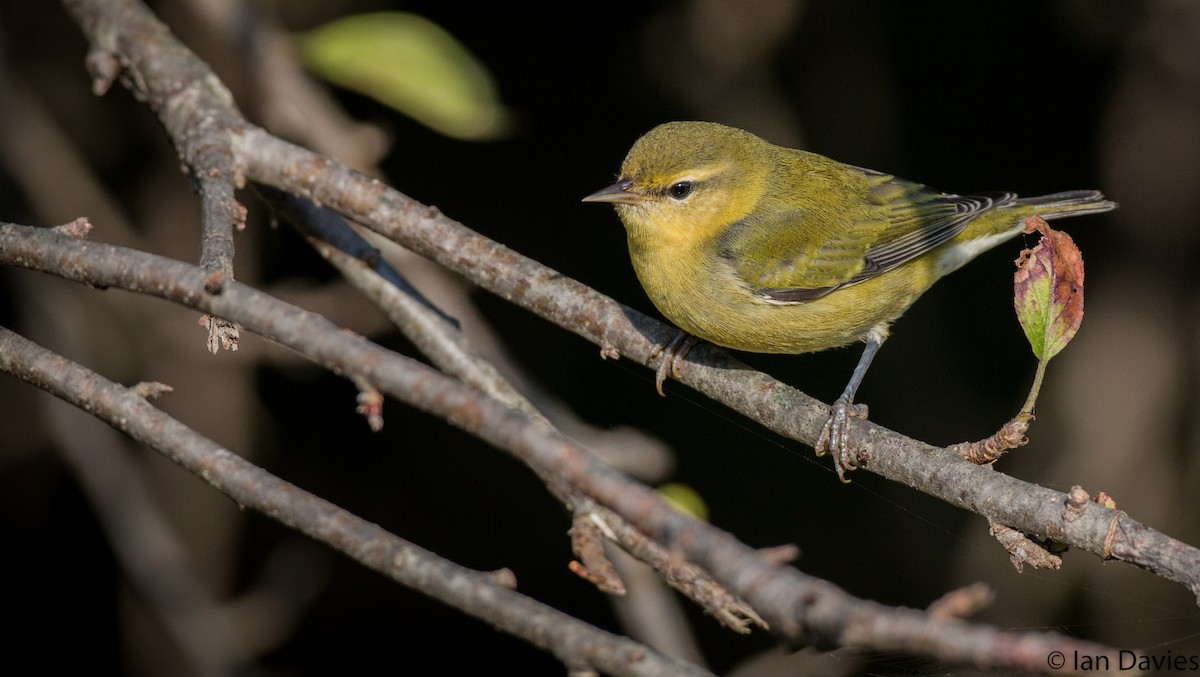 Tennessee Warbler - Ian Davies