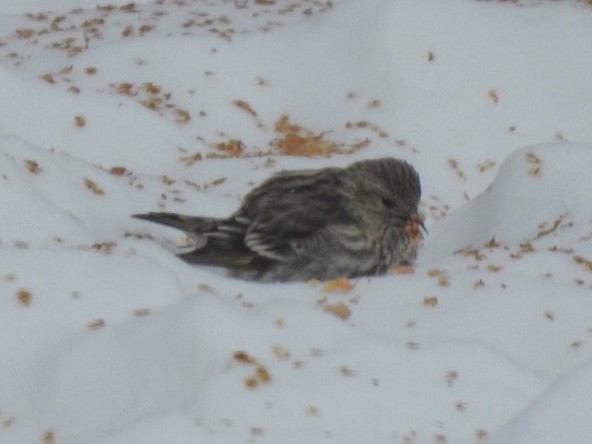 Pine Siskin - Kent Kleman