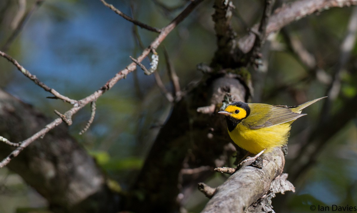 Hooded Warbler - ML20208441