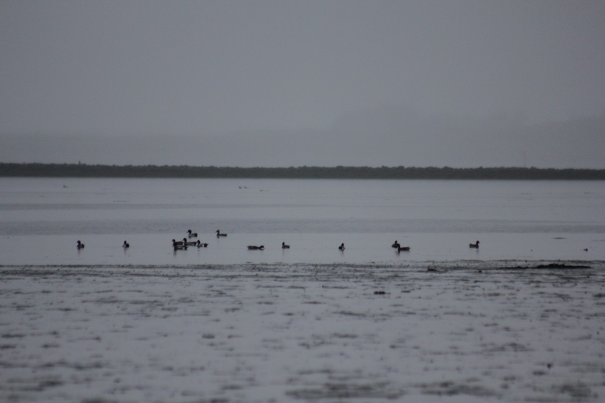 Eurasian Wigeon - ML202084701