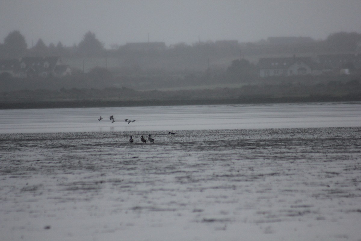 Common Shelduck - ML202084781