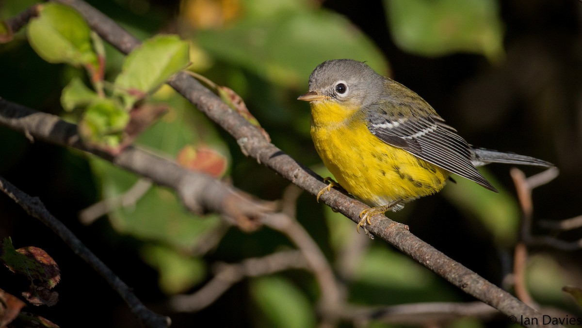 Magnolia Warbler - Ian Davies