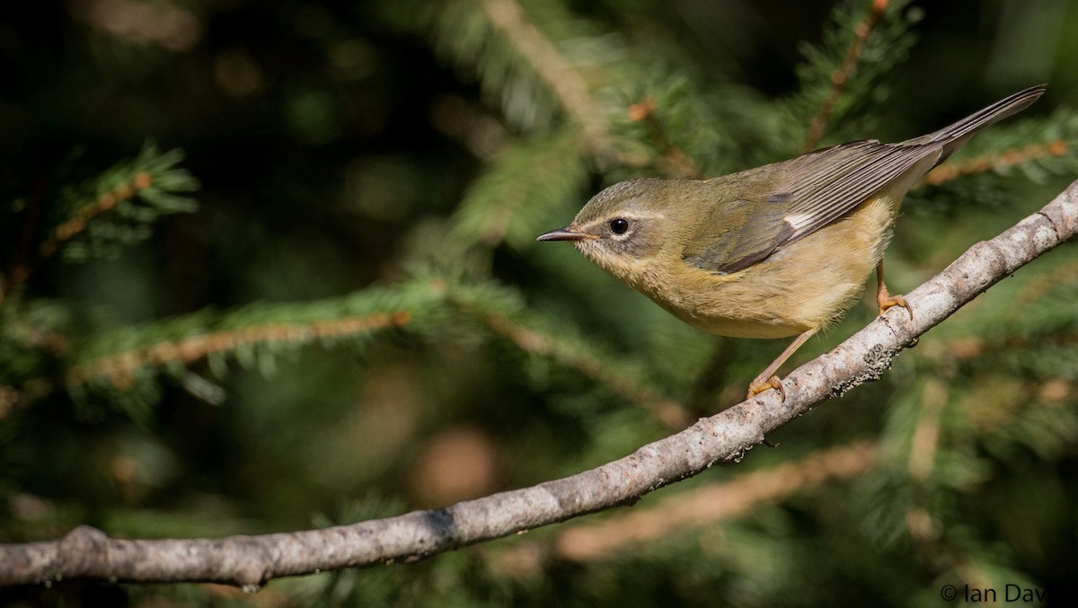 Black-throated Blue Warbler - ML20208511