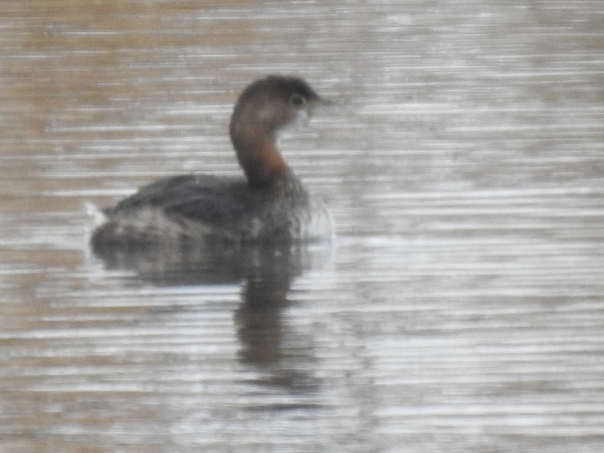 Pied-billed Grebe - ML202085221