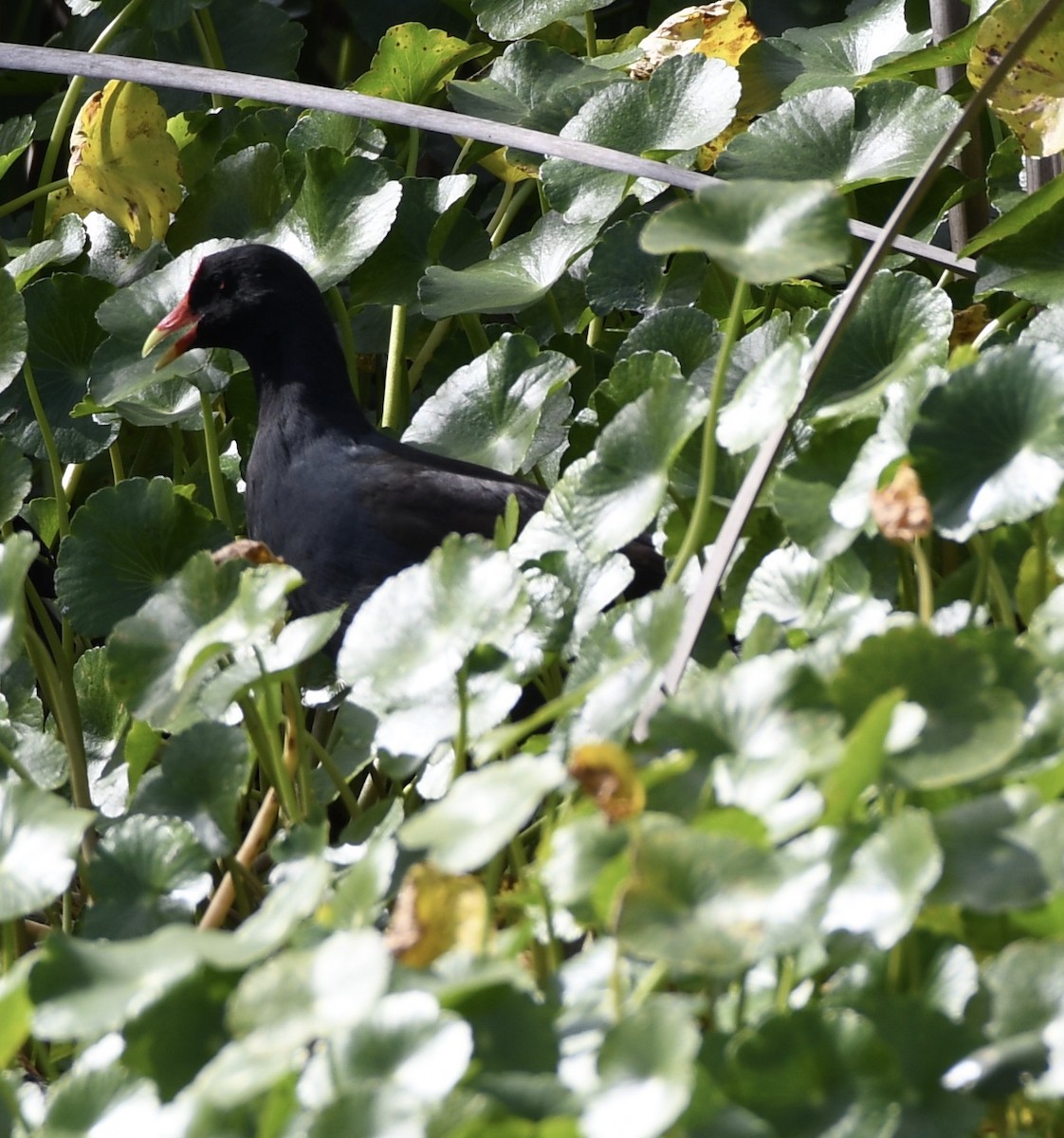 Gallinule d'Amérique - ML202085281