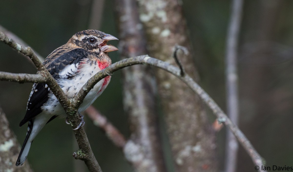 Rose-breasted Grosbeak - Ian Davies