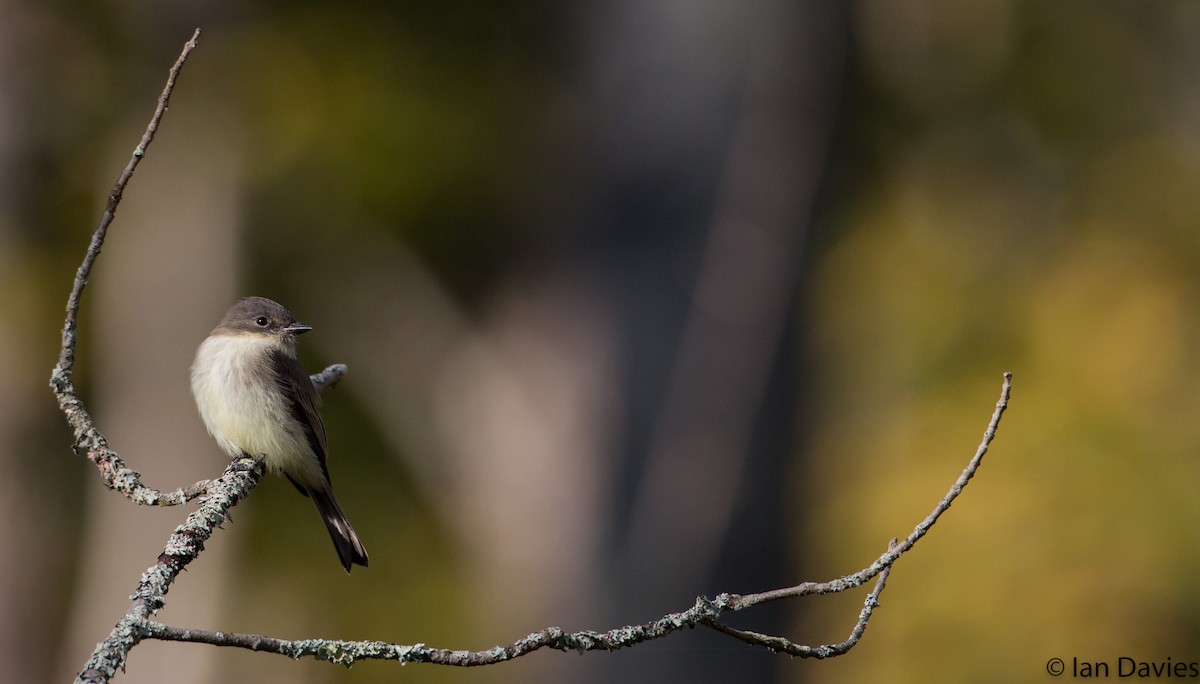 Eastern Phoebe - Ian Davies