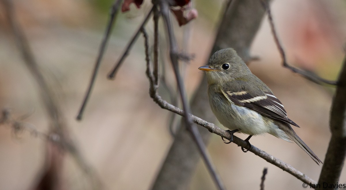 Least Flycatcher - Ian Davies