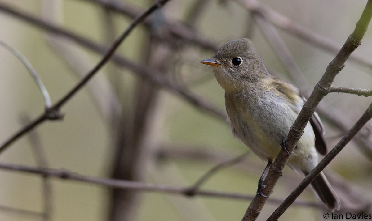 Least Flycatcher - ML20208581