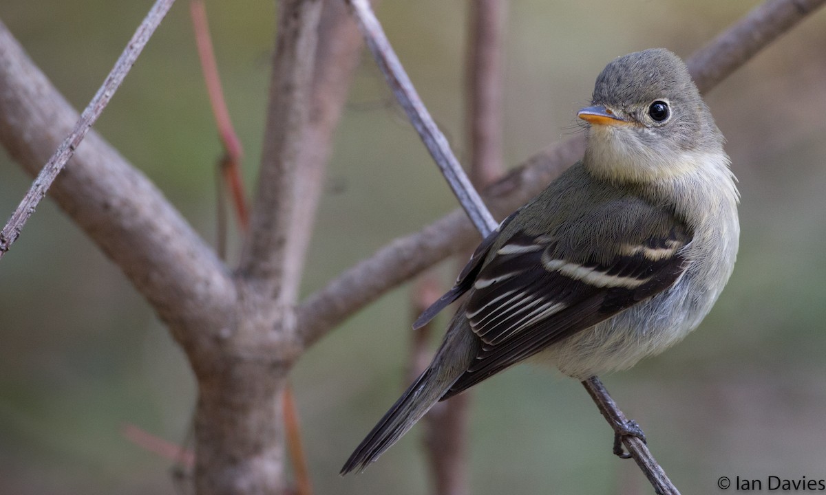 Least Flycatcher - ML20208591