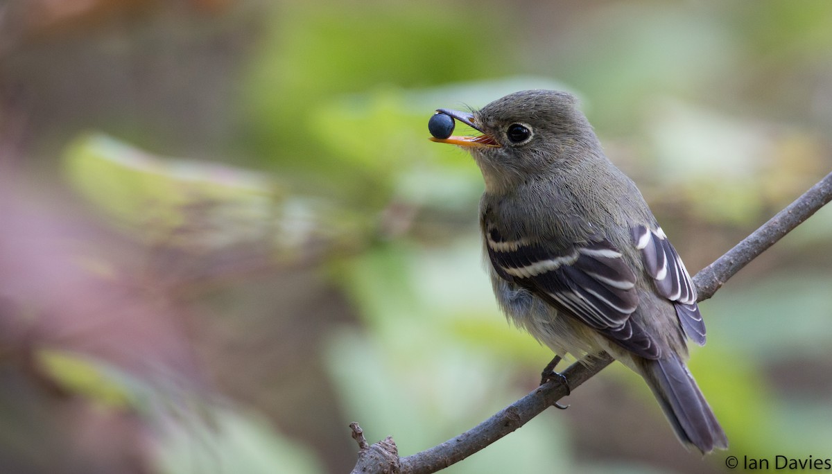 Least Flycatcher - ML20208601