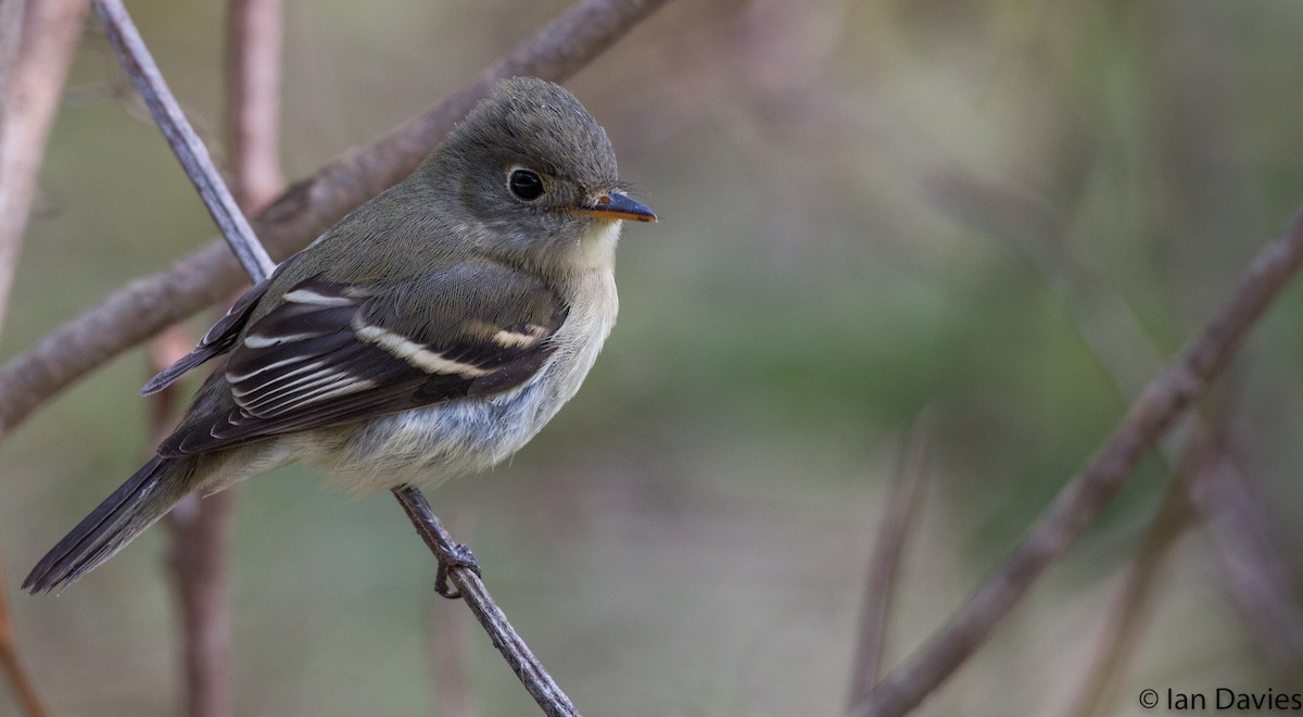 Least Flycatcher - ML20208611