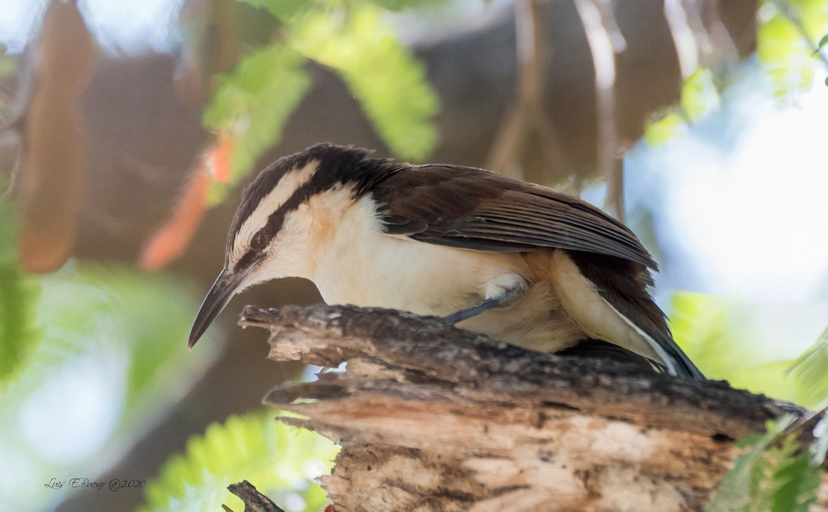 Bicolored Wren - ML202086291