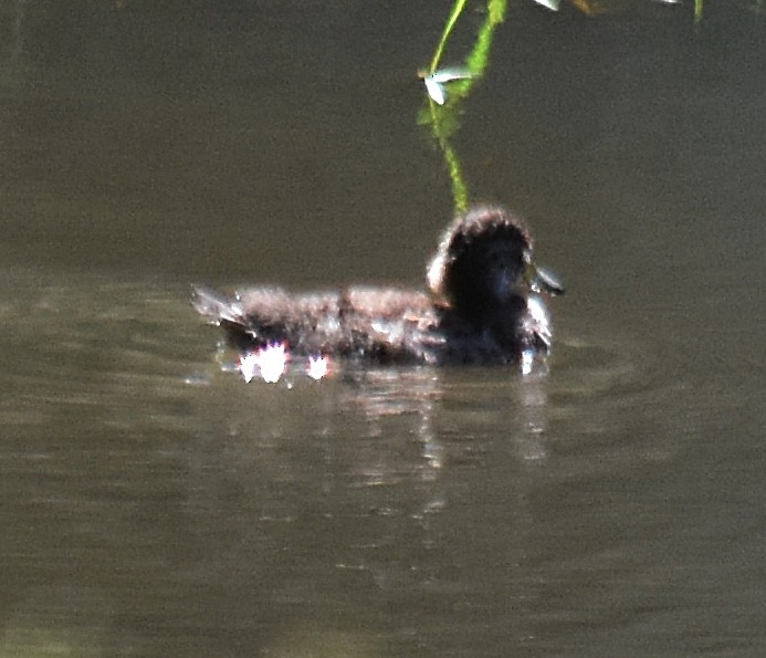 Yellow-billed Teal - andres ebel