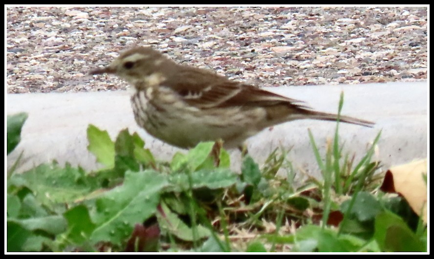 American Pipit - ML202087091