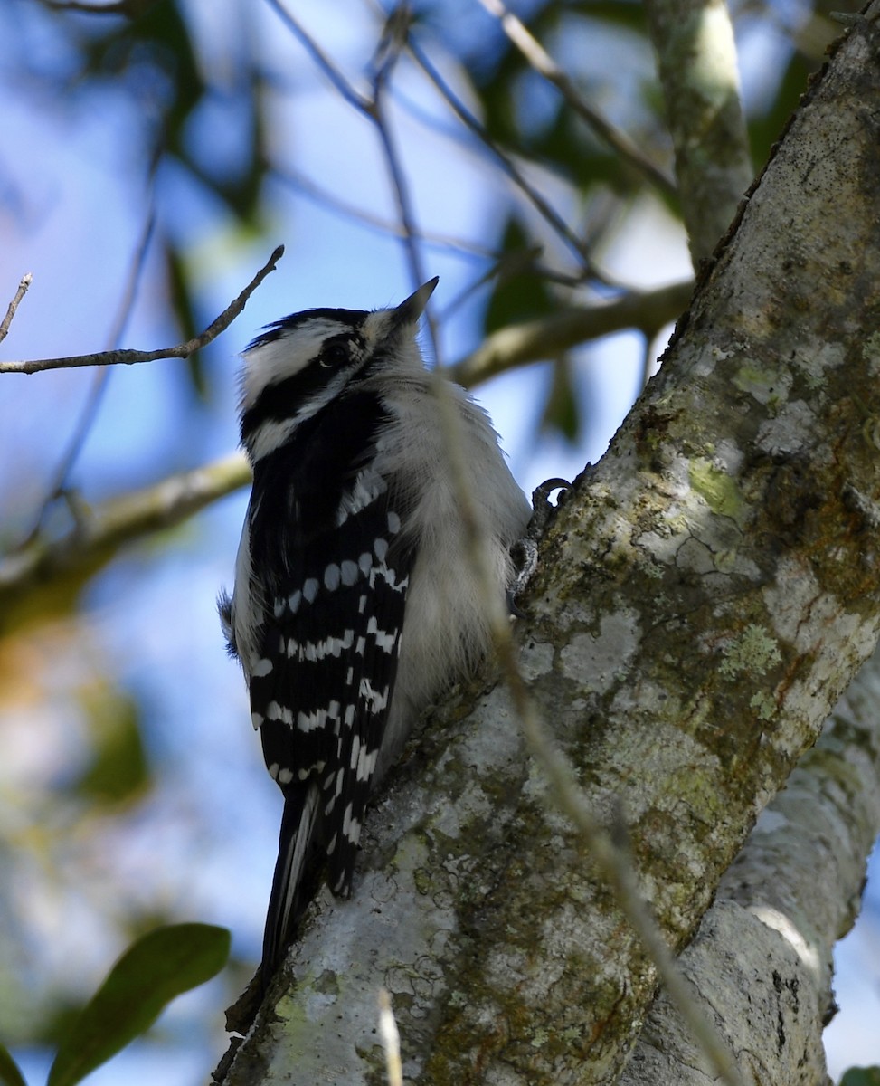 Downy Woodpecker - ML202087171