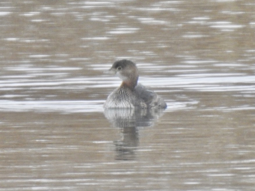 Pied-billed Grebe - ML202087511