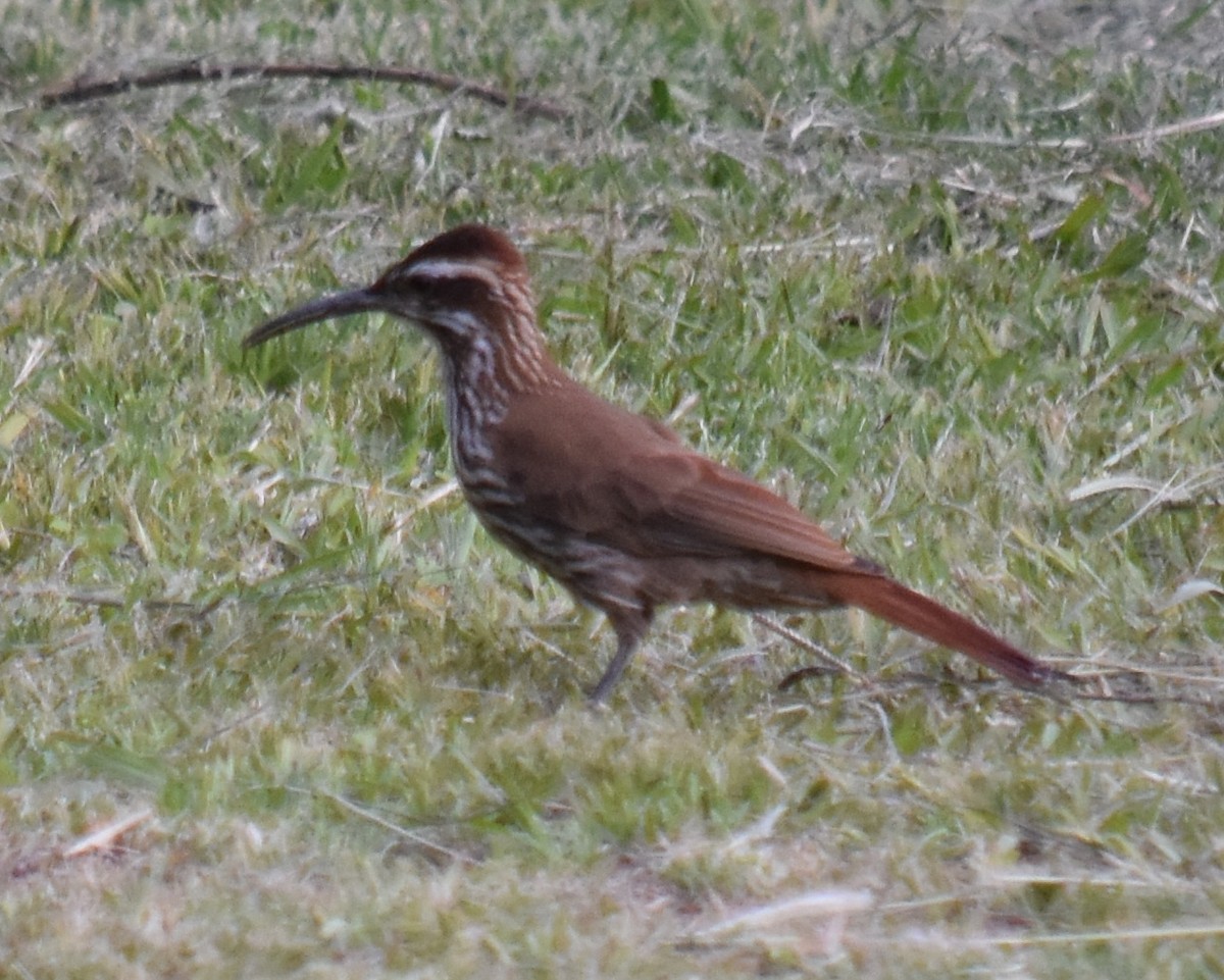 Scimitar-billed Woodcreeper - ML202087571