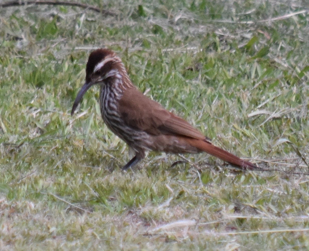 Scimitar-billed Woodcreeper - ML202087591