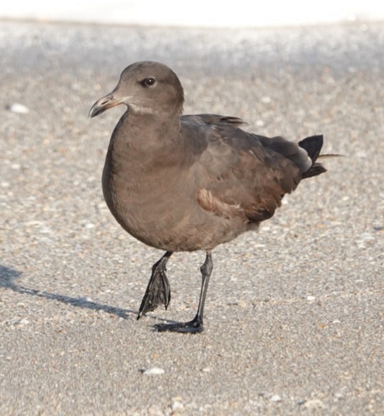 Heermann's Gull - ML202089321