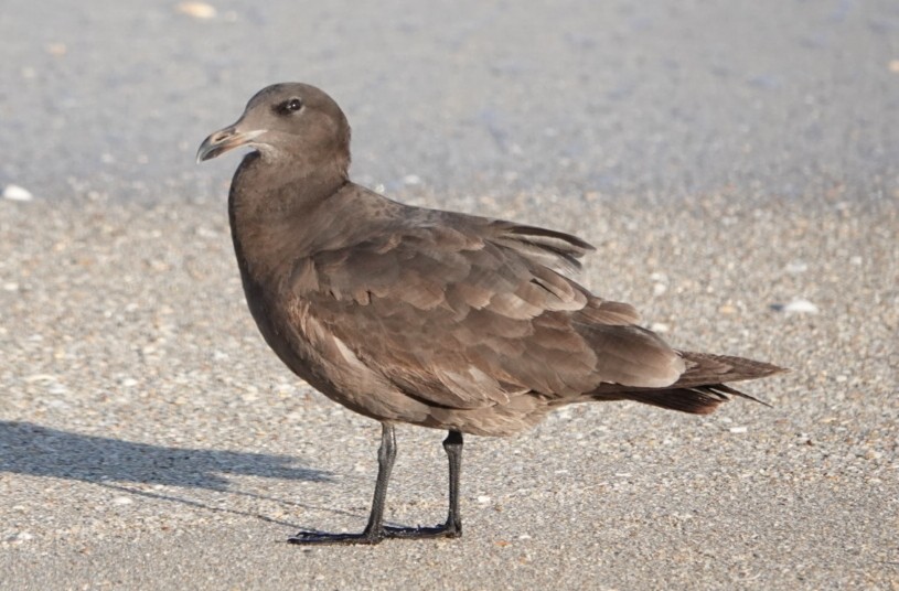 Heermann's Gull - ML202089331