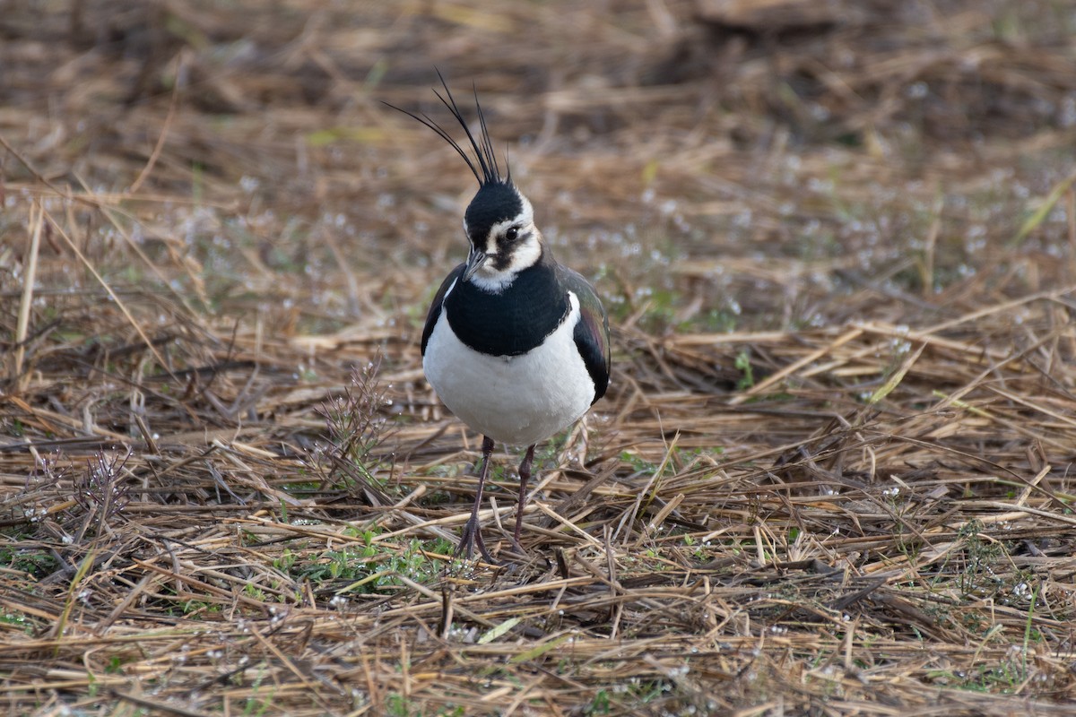 Northern Lapwing - Ray Wise