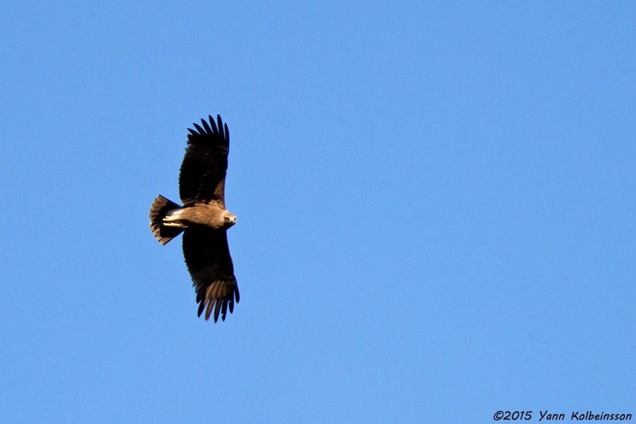 Lesser Spotted Eagle - ML20209061
