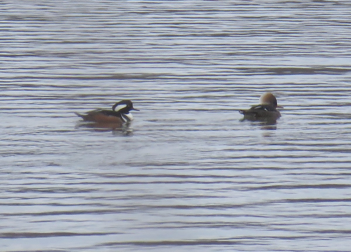 Hooded Merganser - ML202092281