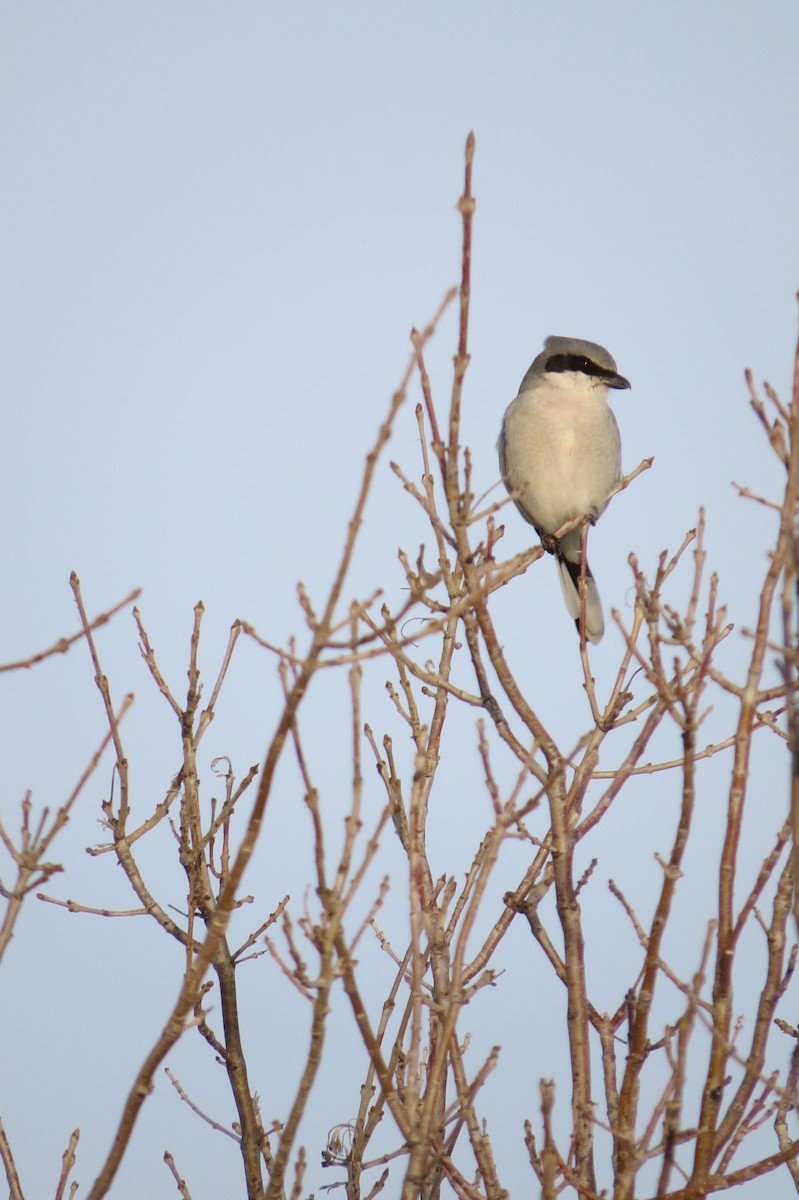 Loggerhead Shrike - ML202092411