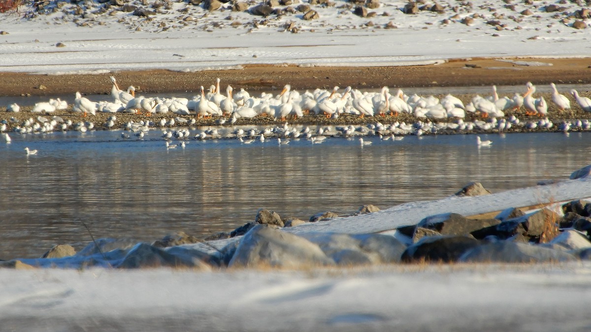 American White Pelican - ML202095351