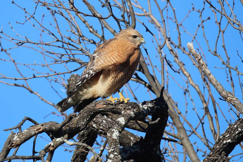 Red-shouldered Hawk - ML202095581