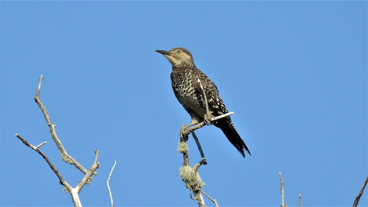 Chilean Flicker - Pablo Alejandro Pla