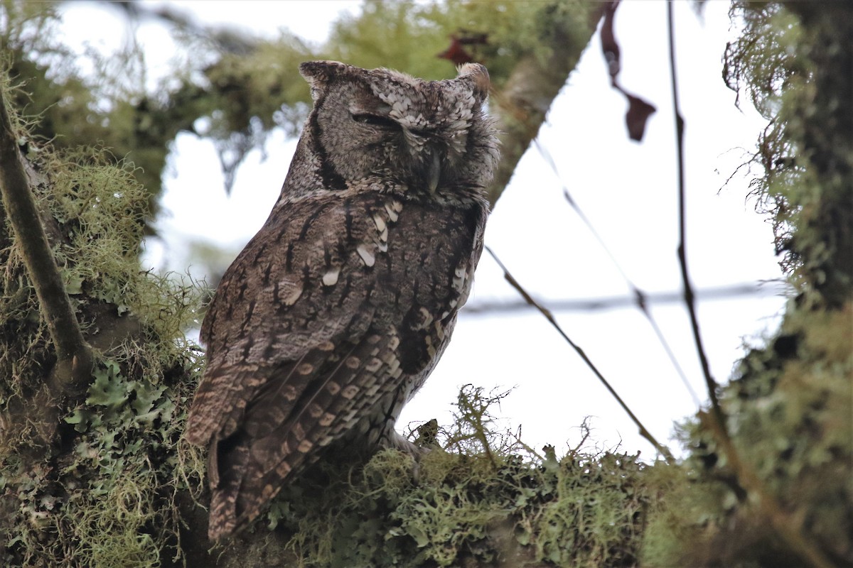 Western Screech-Owl - ML202095731