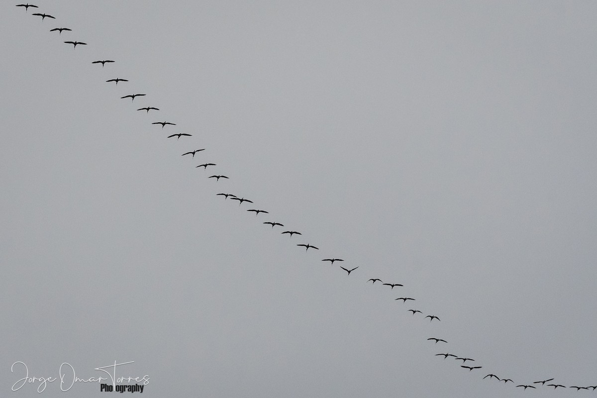 White-faced Ibis - Jorge Omar Torres