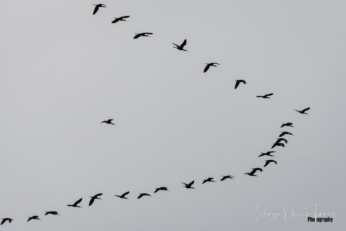 White-faced Ibis - Jorge Omar Torres