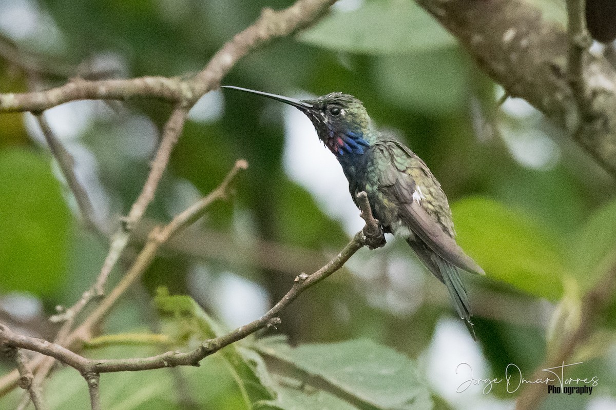 Blue-tufted Starthroat - ML202096751