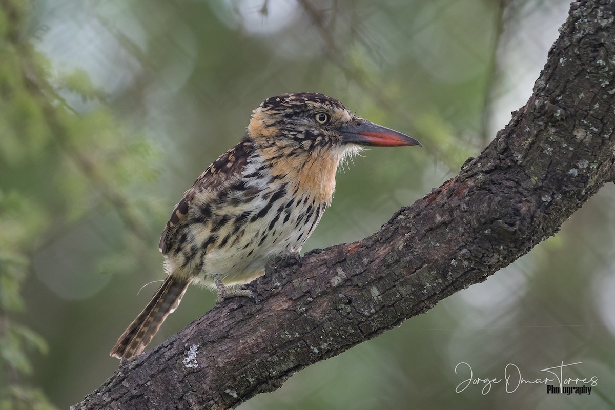 Spot-backed Puffbird - Jorge Omar Torres