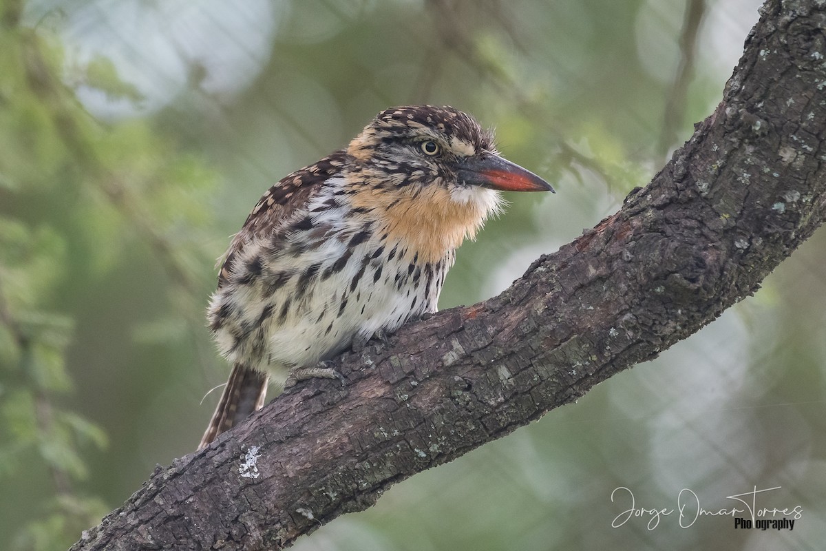 Spot-backed Puffbird - ML202097471