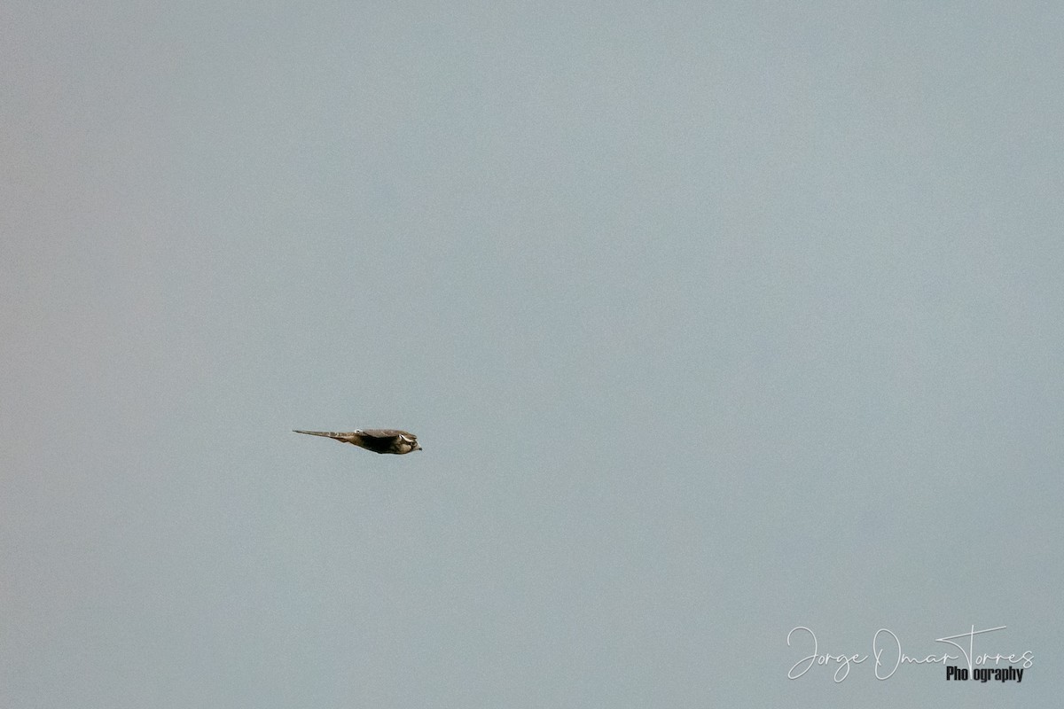 American Kestrel - ML202097491