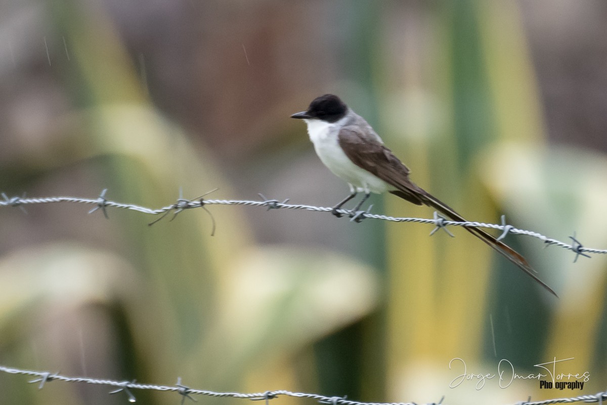 Fork-tailed Flycatcher - Jorge Omar Torres